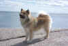 minni_porvoo2.jpg (18499 tavu(a))